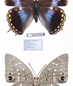 charaxes imperialis