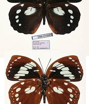 Euxanthe madagascariensis