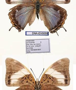 charaxes howarthi