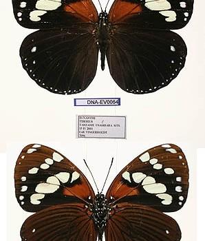 Euxanthe tiberius