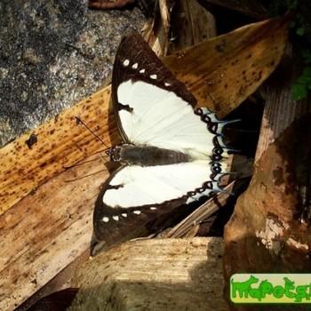 Polyura dolon