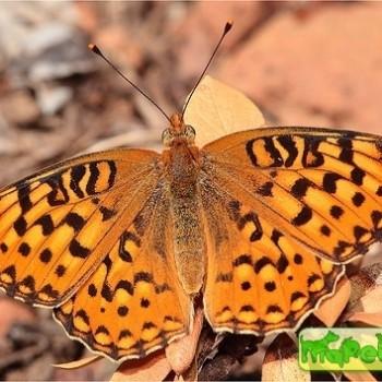 Speyeria zerene