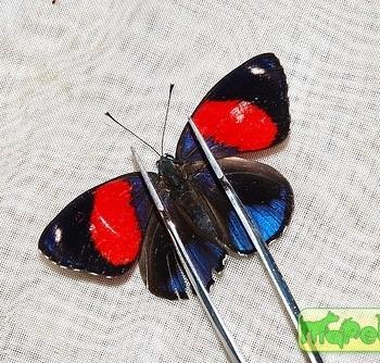 Callicore hystaspes