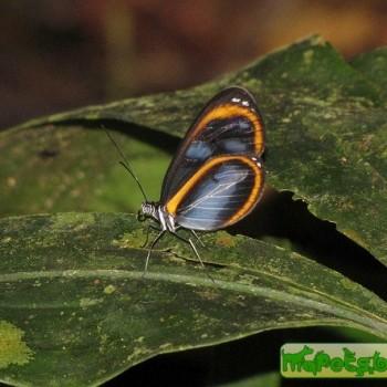 Oleria ilerdina