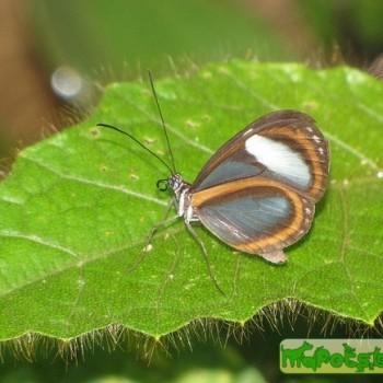 Oleria estella