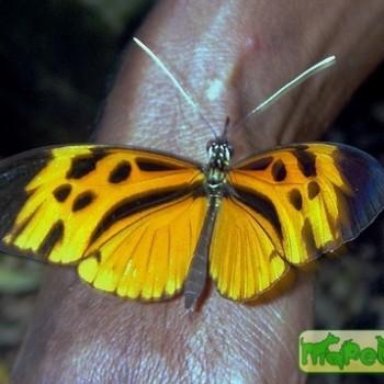 Melinaea marsaeus