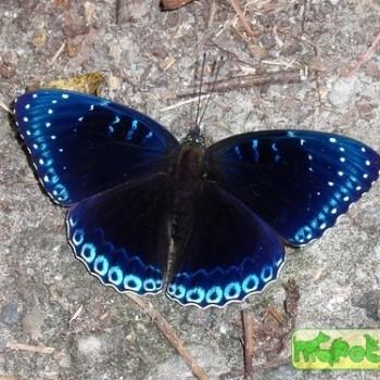 Stibochiona nicea