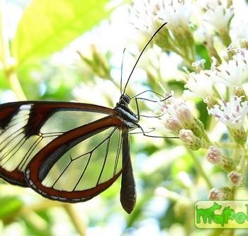 Pteronymia alcmena