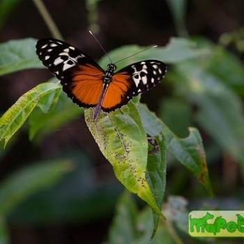 Callithomia hezia