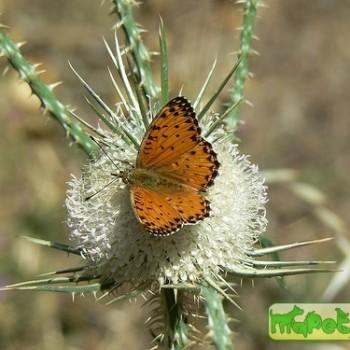 Argynnis elisa