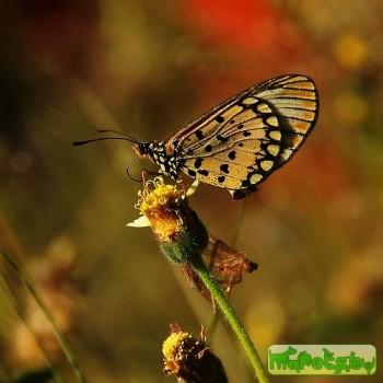 Acraea burni
