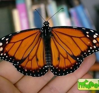 danaus erippus