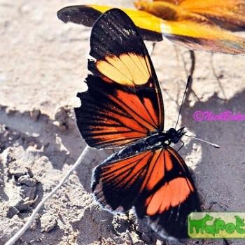 Heliconius astraea