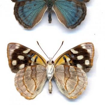 Dynamine tithia