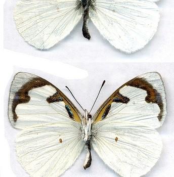 Dynamine myrrhina