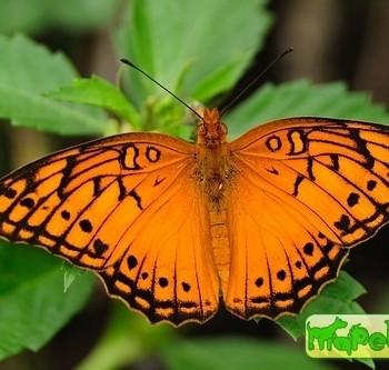 Euptoieta hegesia