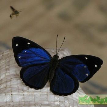Dynamine gisella