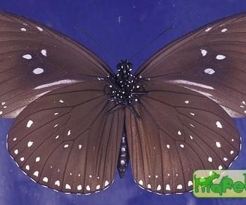 Euploea sylvester