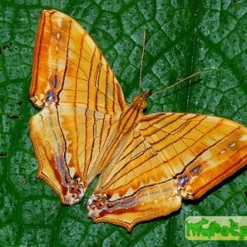 Chersonesia risa