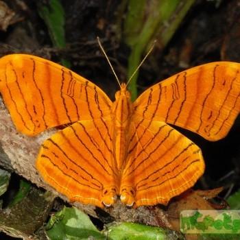 Chersonesia rahria
