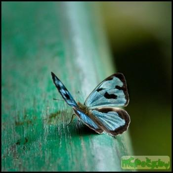 Dynamine aerata