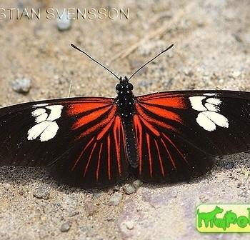 Eueides heliconioides
