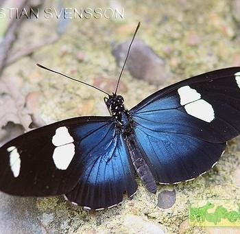 Heliconius leucadia