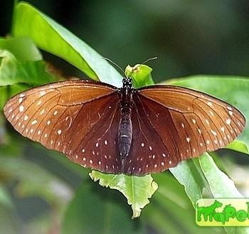 Euploea phaenareta