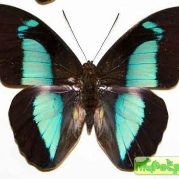 Prepona pheridamas