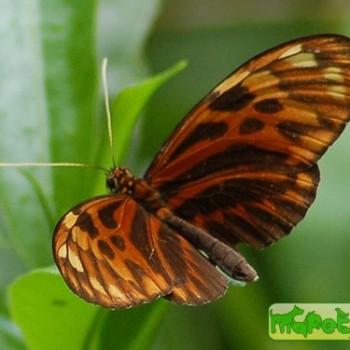 Heliconius pardalinus