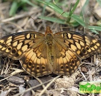 Euptoieta hortensia