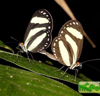 Aeria eurimedia