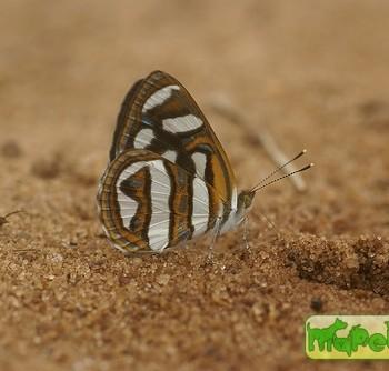 Dynamine artemisia