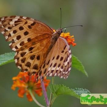 Anetia pantheratus