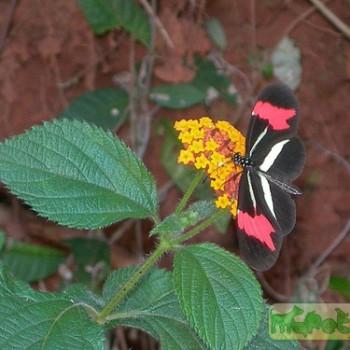 Heliconius besckei