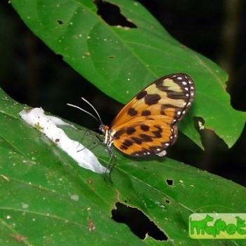 Forbestra equicola