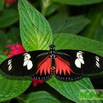 Heliconius hierax
