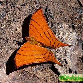 Marpesia tutelina