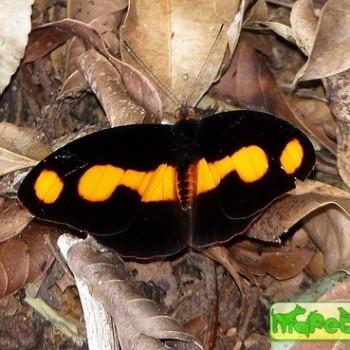 Catonephele antinoe