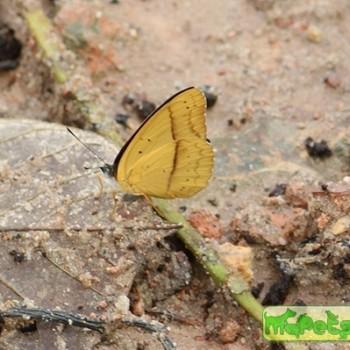 Peria lamis