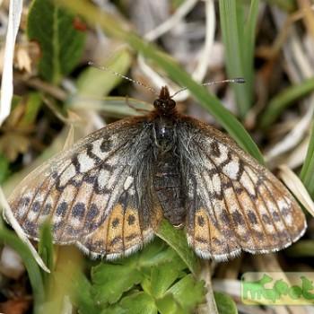 Boloria improba