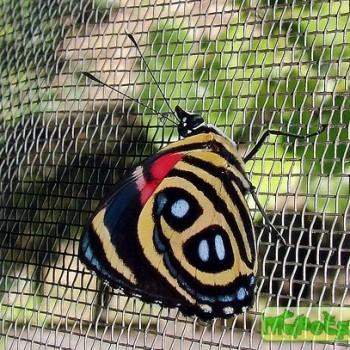Paulogramma pyracmon