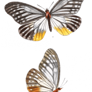 Calinaga sudassana