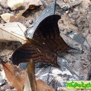 Marpesia themistocles