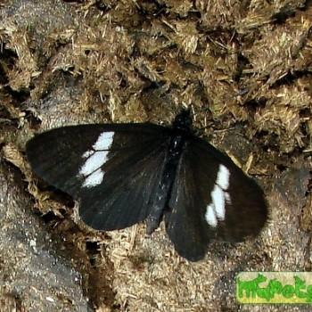 Abananote hylonome