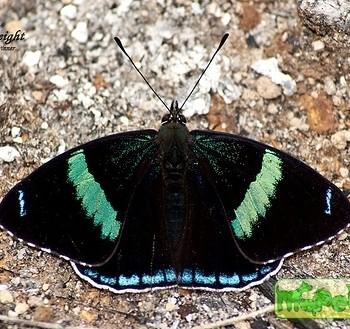 Diaethria anna
