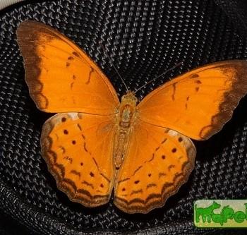 Cirrochroa malaya