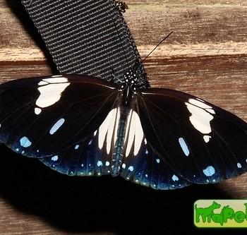 Euploea radamanthus