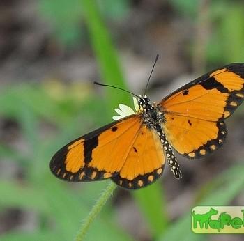 Acraea serena