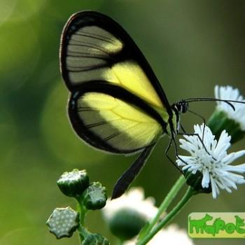 Pteronymia euritea
